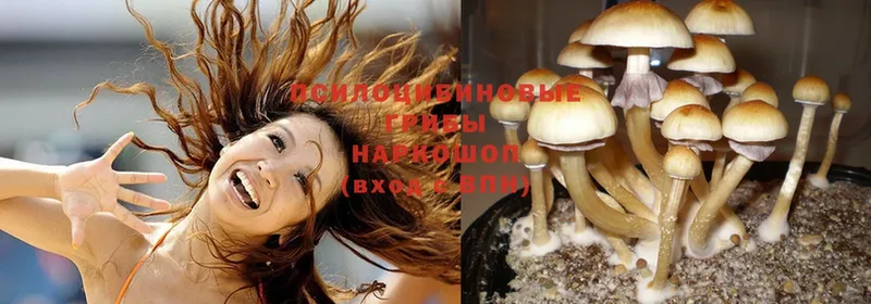 цены   Нюрба  Псилоцибиновые грибы Magic Shrooms 